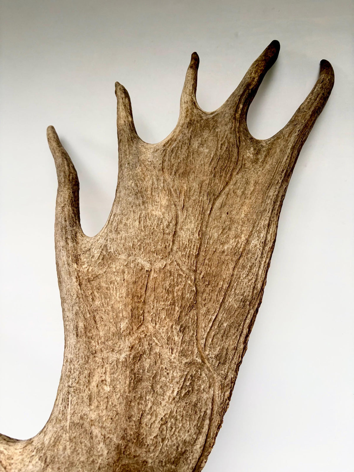 Bull Moose Antler. Giant, Premium Moose Antler for Crafting, Decor and More!