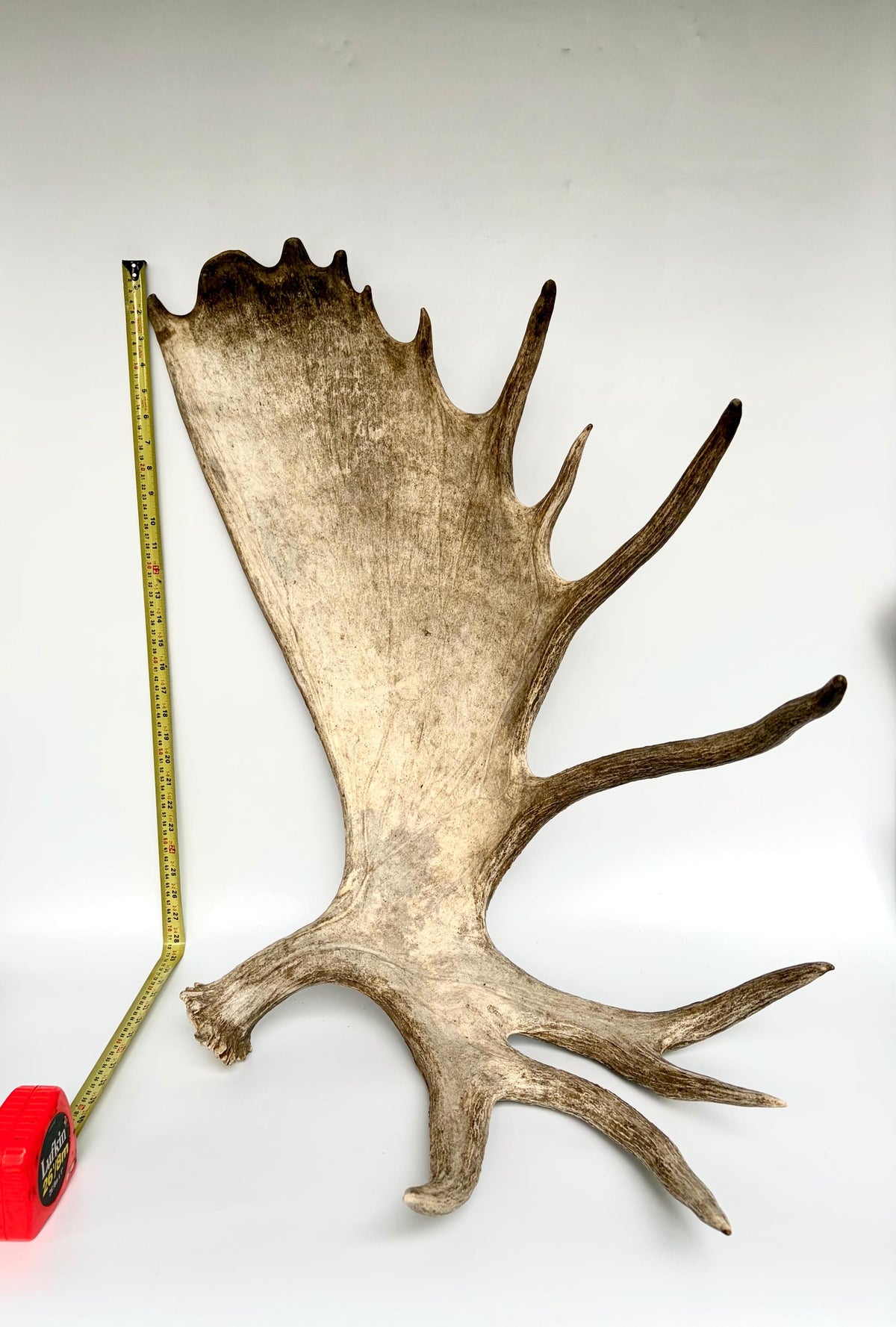 Bull Moose Antler. Giant, Premium Moose Antler for Crafting, Decor and More!
