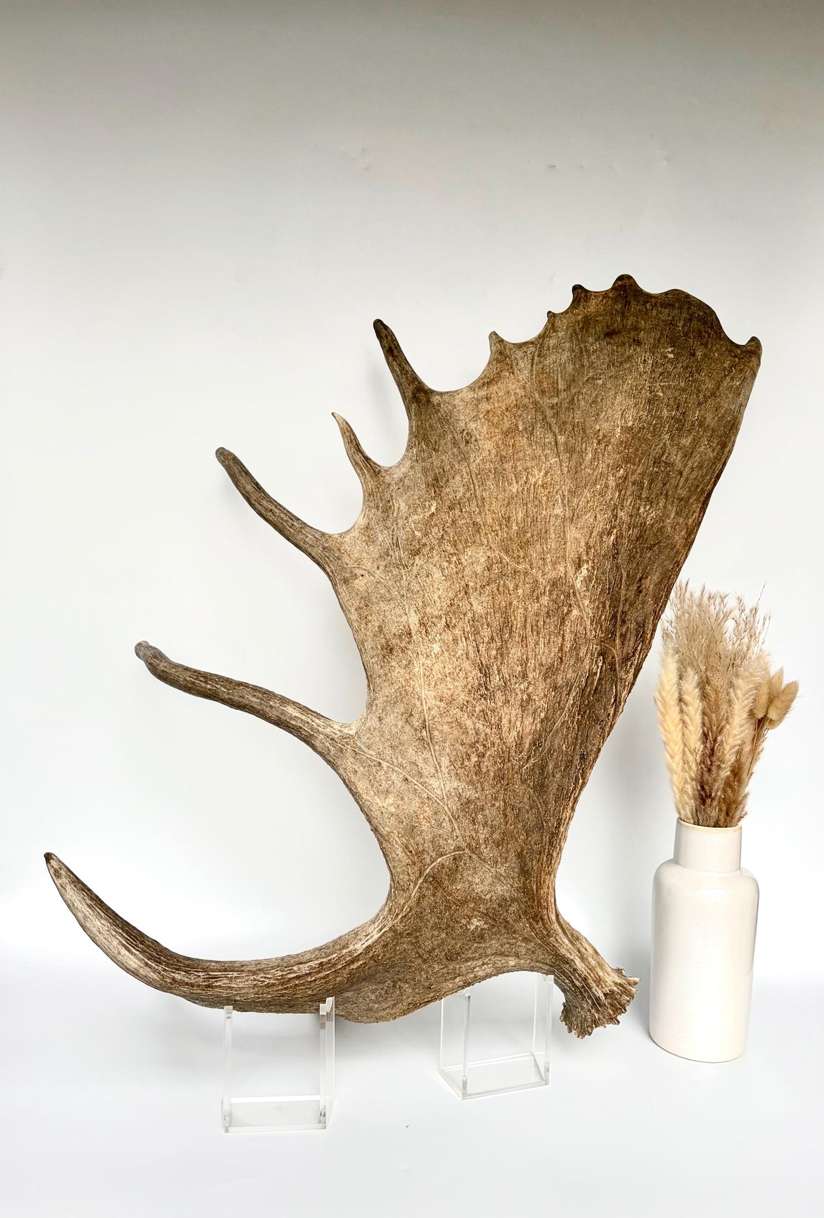 Bull Moose Antler. Giant, Premium Moose Antler for Crafting, Decor and More!