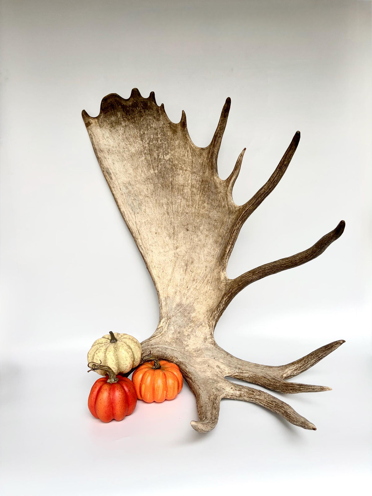 Bull Moose Antler. Giant, Premium Moose Antler for Crafting, Decor and More!