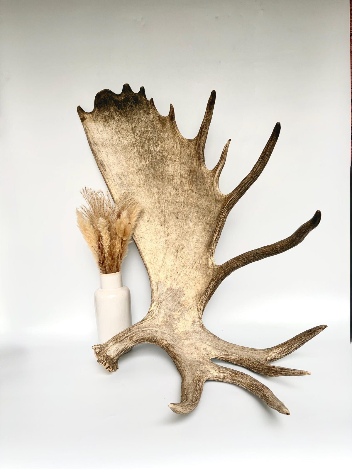 Bull Moose Antler. Giant, Premium Moose Antler for Crafting, Decor and More!