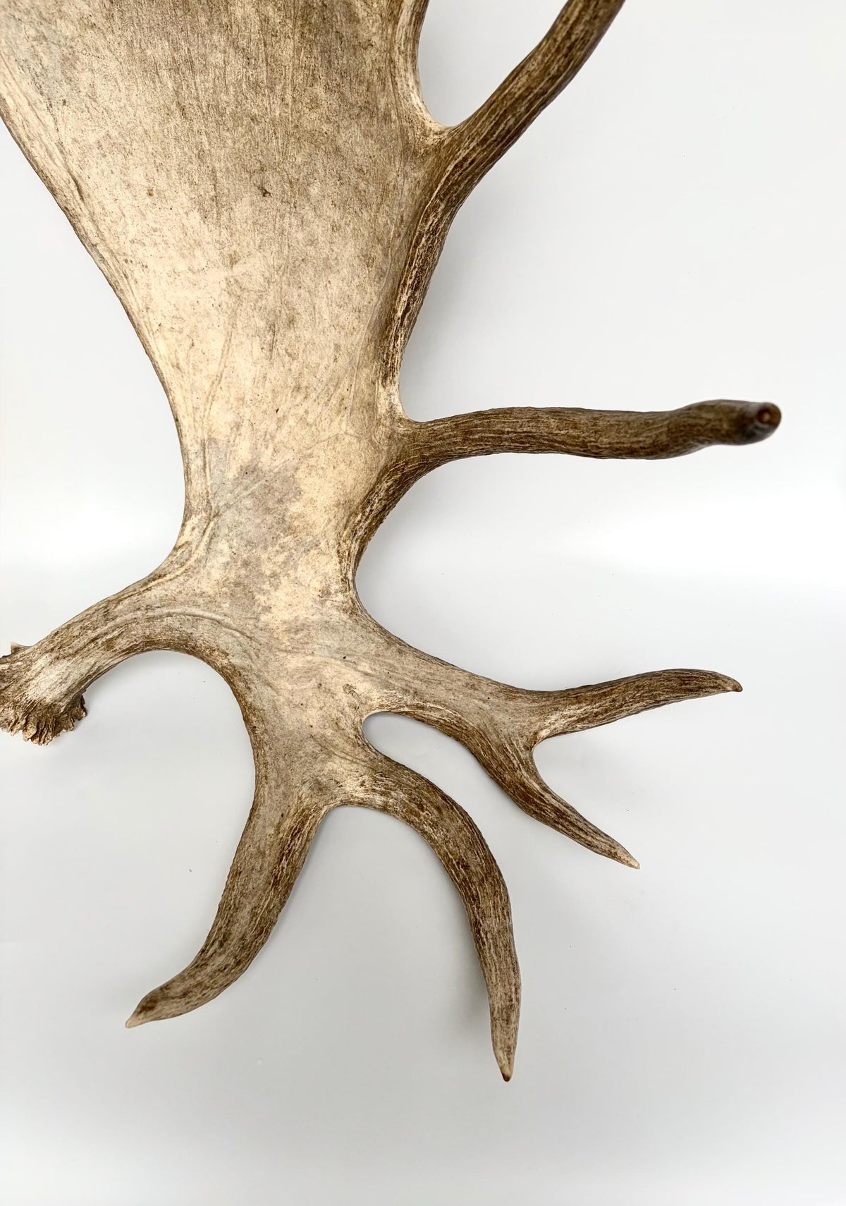 Bull Moose Antler. Giant, Premium Moose Antler for Crafting, Decor and More!