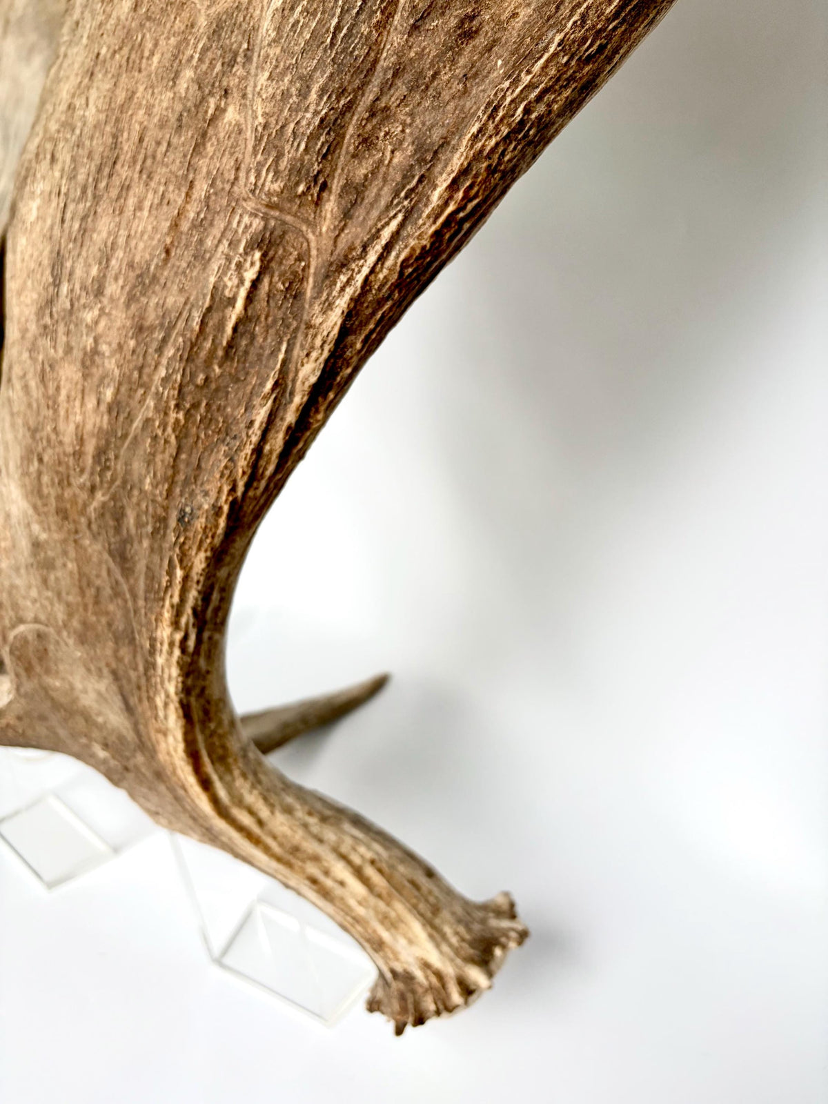 Bull Moose Antler. Giant, Premium Moose Antler for Crafting, Decor and More!