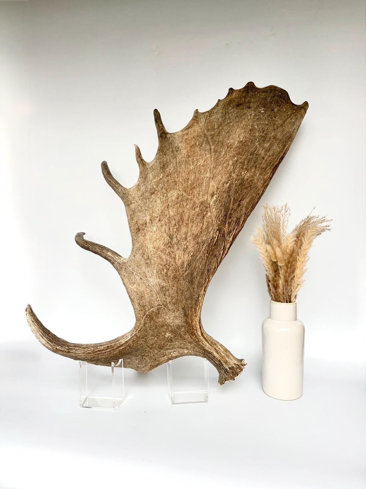 Bull Moose Antler. Giant, Premium Moose Antler for Crafting, Decor and More!