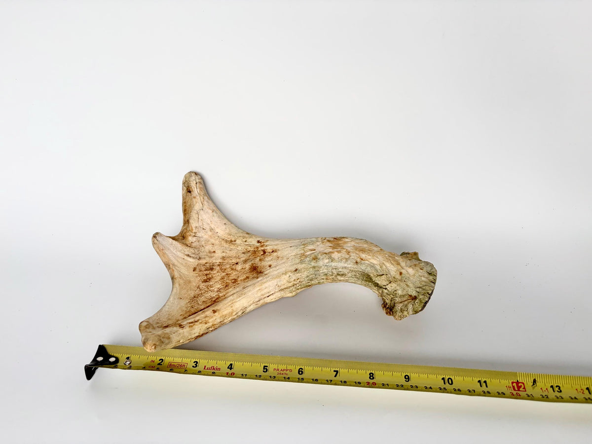 Little Moose Antler. Small, Older Antler for Crafting, Decor and More