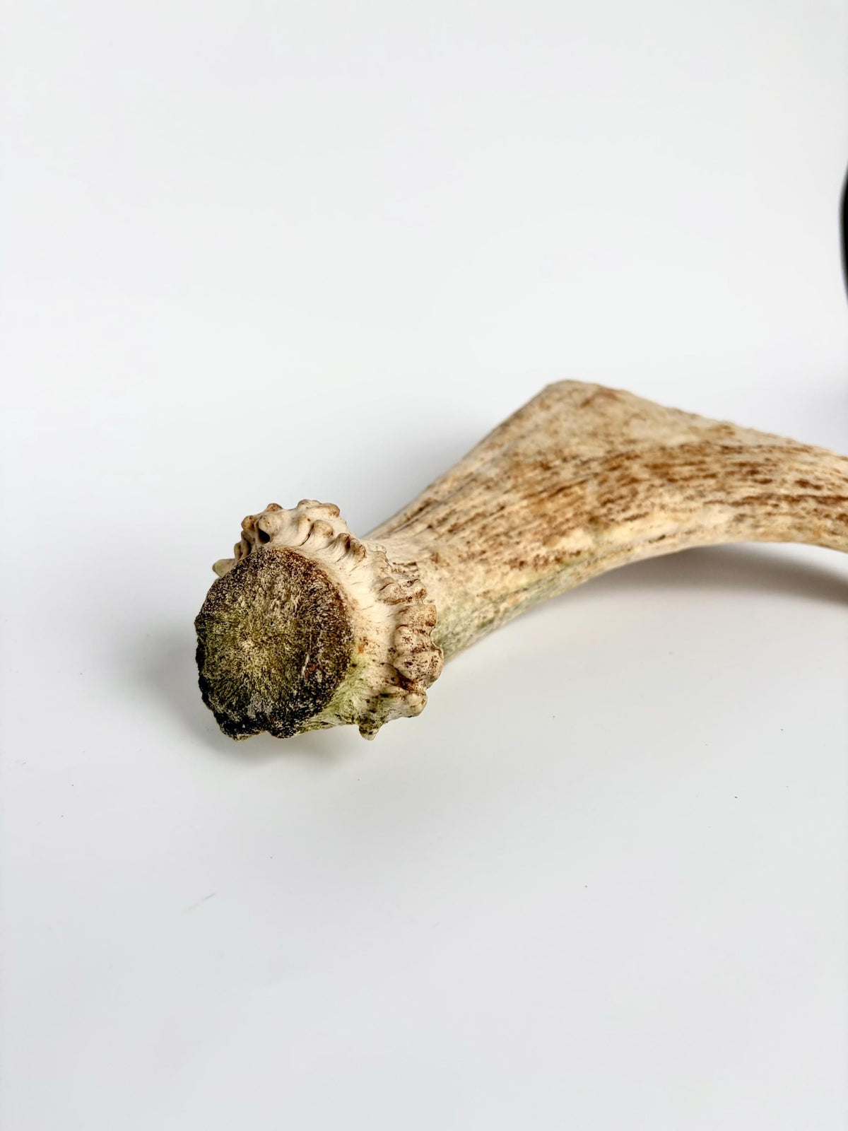 Little Moose Antler. Small, Older Antler for Crafting, Decor and More