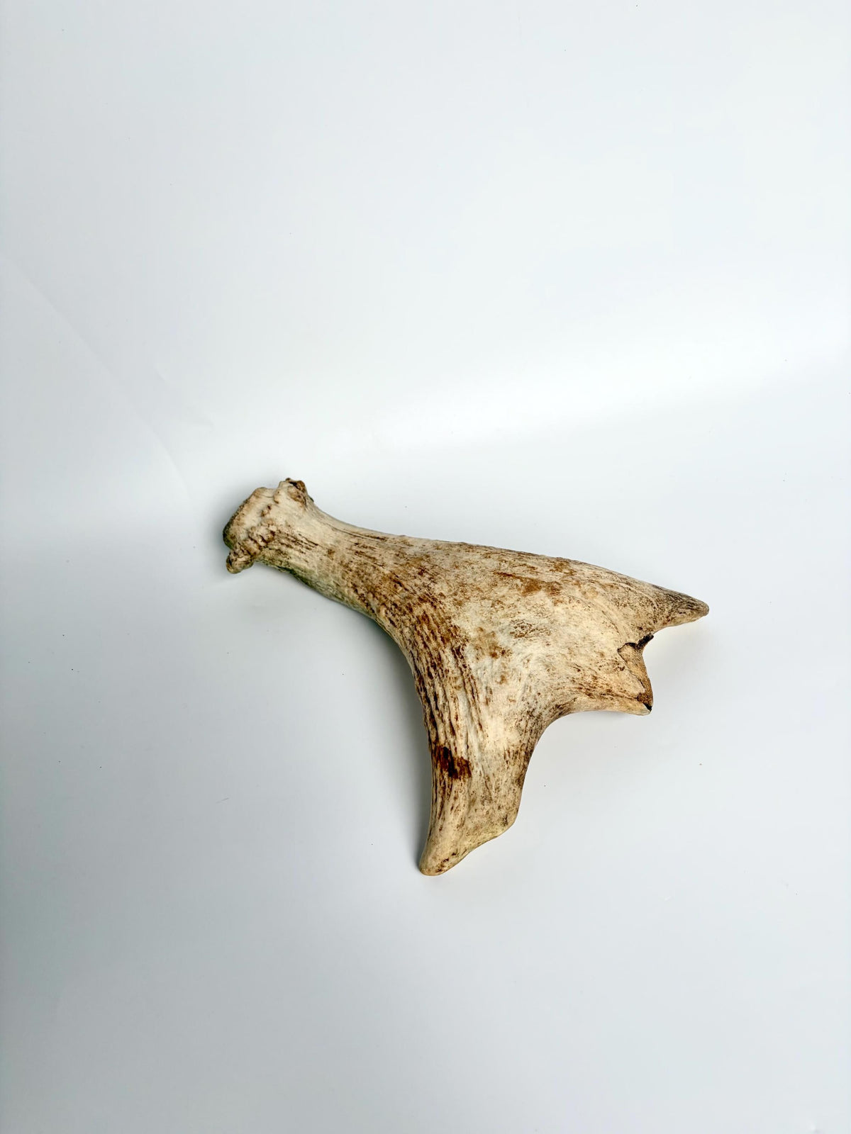Little Moose Antler. Small, Older Antler for Crafting, Decor and More
