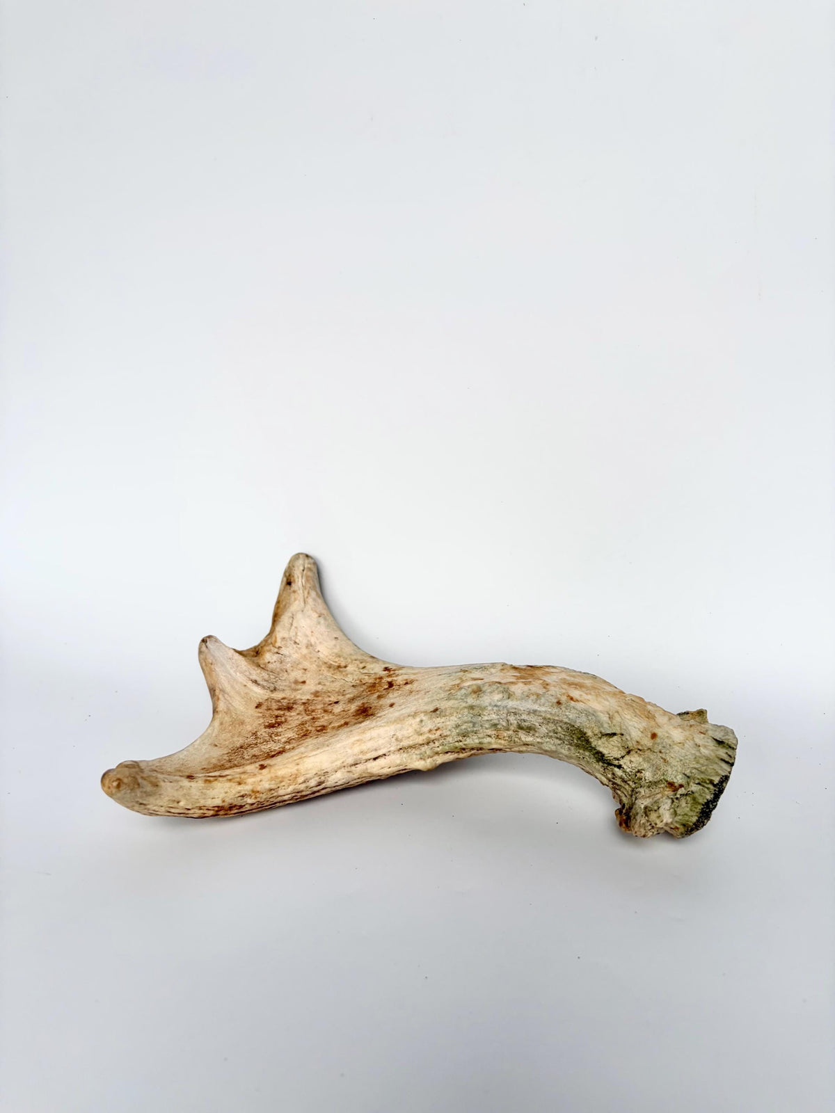 Little Moose Antler. Small, Older Antler for Crafting, Decor and More