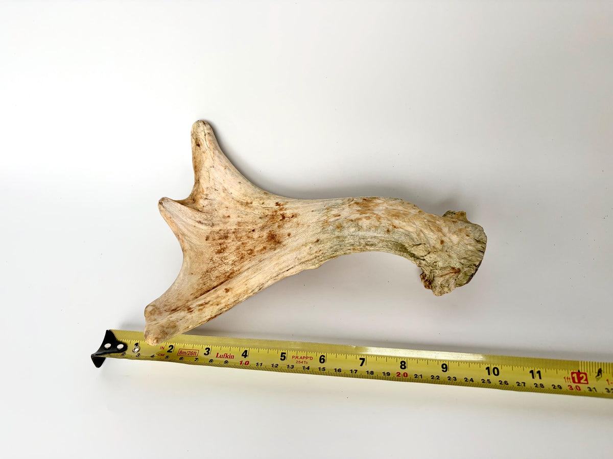 Little Moose Antler. Small, Older Antler for Crafting, Decor and More