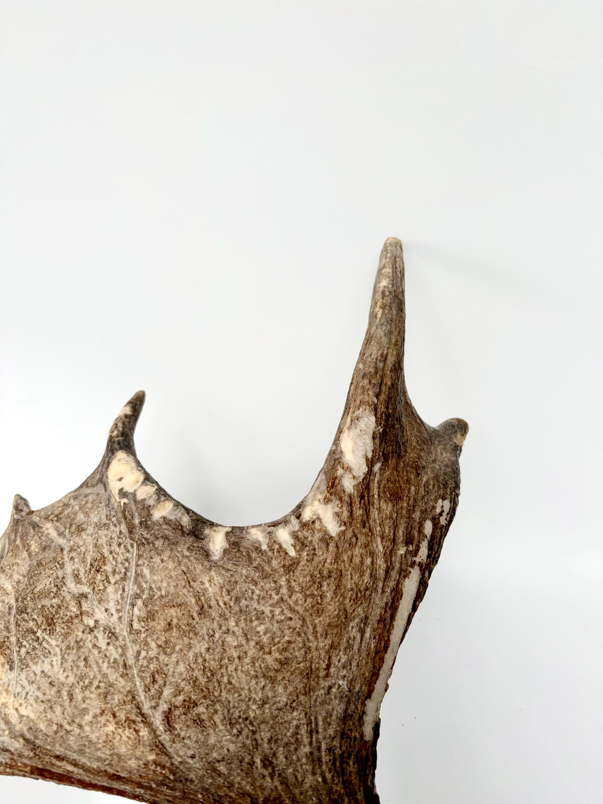 Moose Antler Matched Pair, Super Fresh, Dark-Colored Moose “Paddles” For Crafting, Decor and More