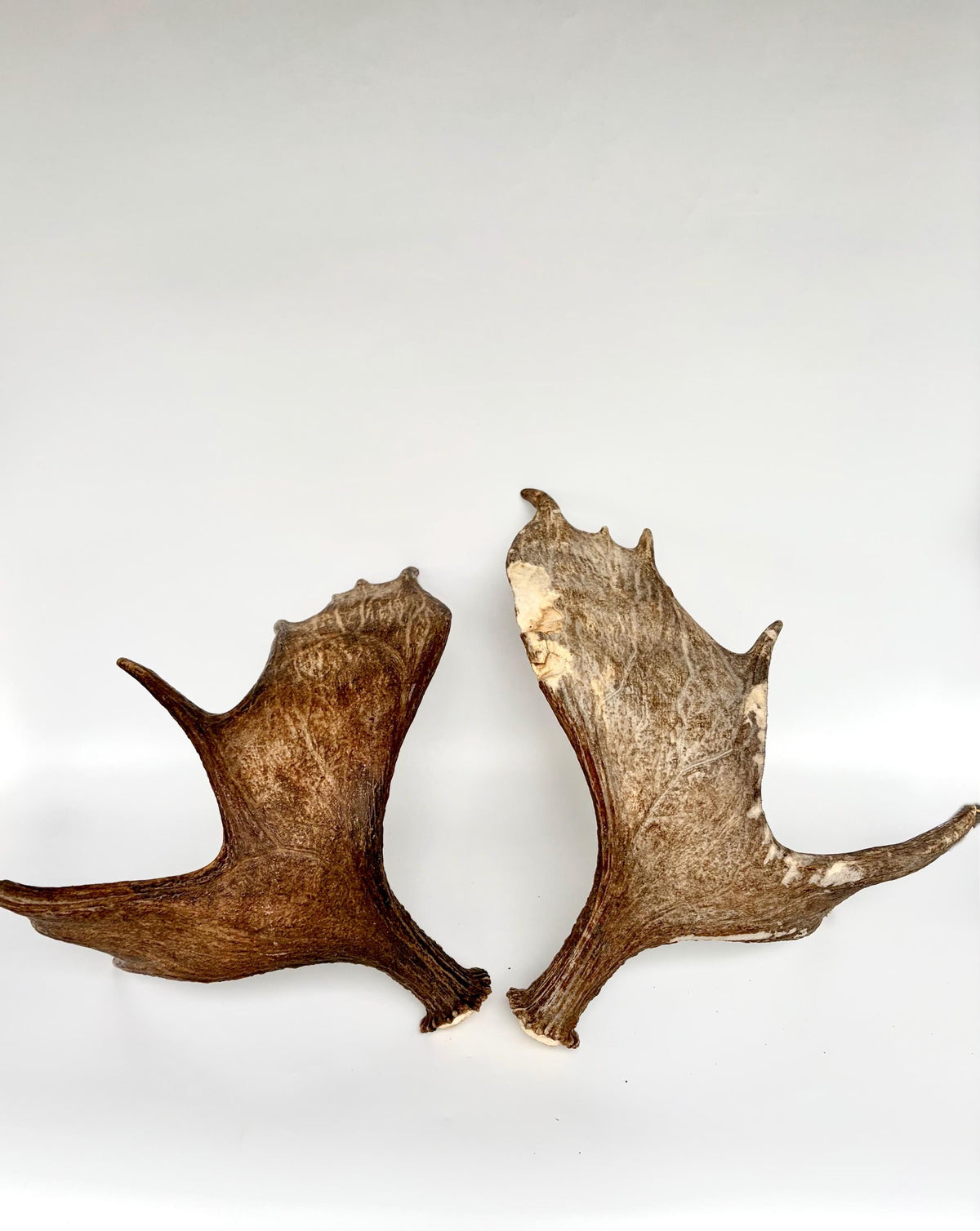 Moose Antler Matched Pair, Super Fresh, Dark-Colored Moose “Paddles” For Crafting, Decor and More