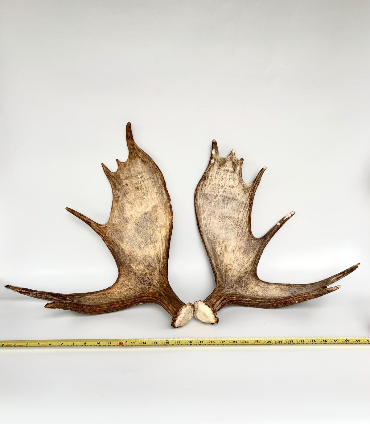 Moose Antler Matched Pair, Super Fresh, Dark-Colored Moose “Paddles” For Crafting, Decor and More