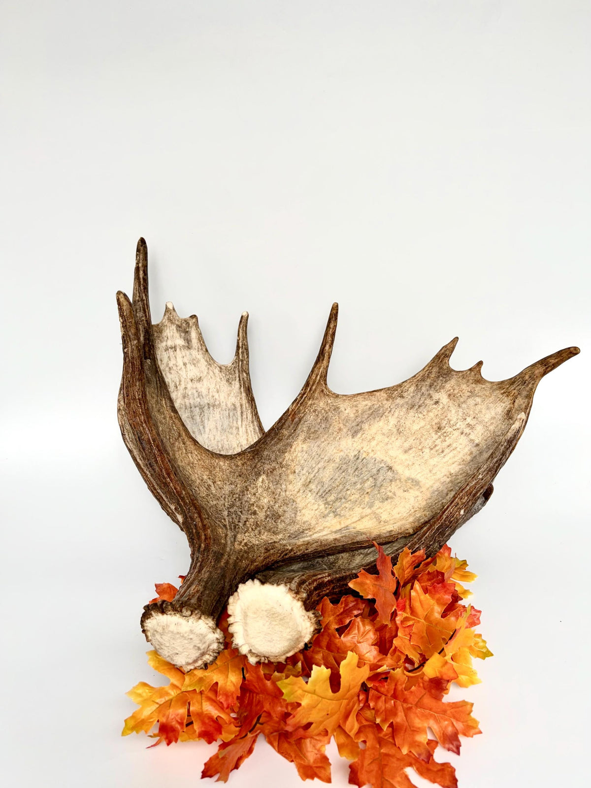 Moose Antler Matched Pair, Super Fresh, Dark-Colored Moose “Paddles” For Crafting, Decor and More