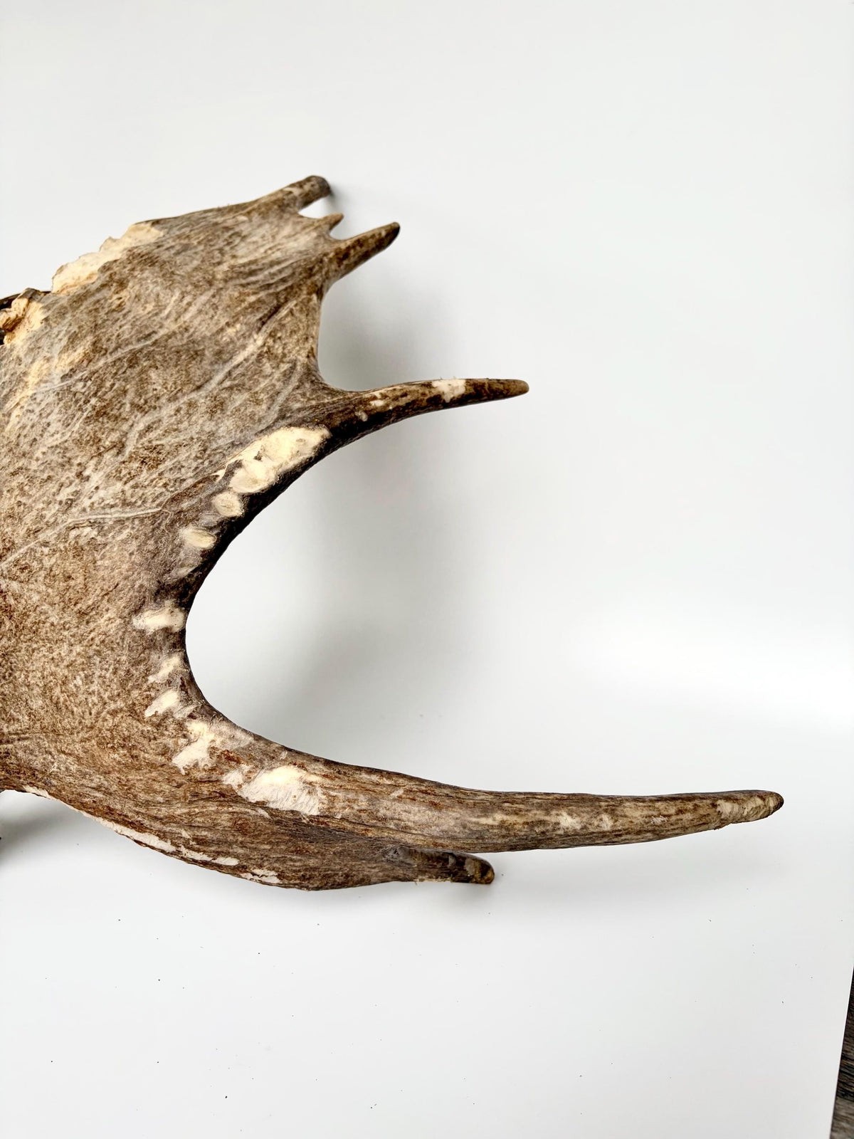 Moose Antler Matched Pair, Super Fresh, Dark-Colored Moose “Paddles” For Crafting, Decor and More