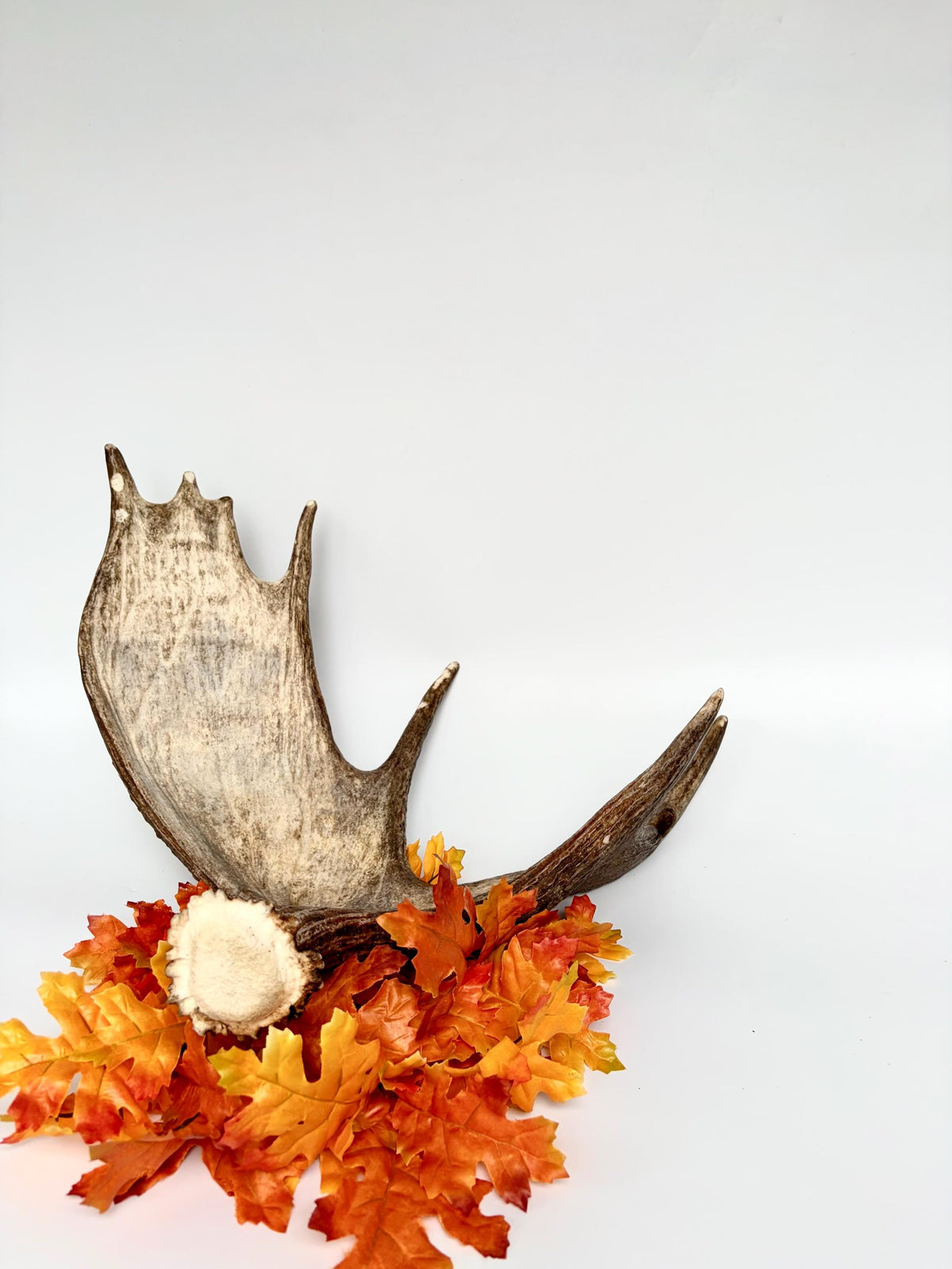 Moose Antler Matched Pair, Super Fresh, Dark-Colored Moose “Paddles” For Crafting, Decor and More