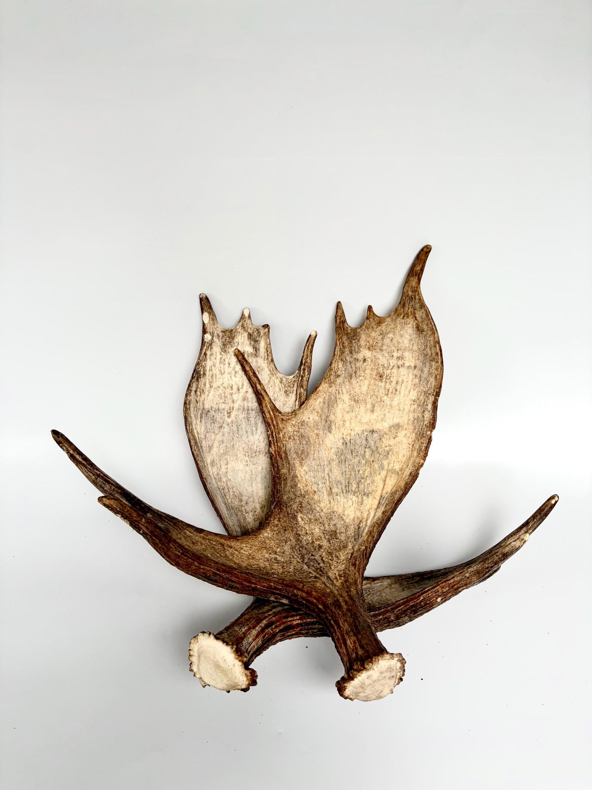 Moose Antler Matched Pair, Super Fresh, Dark-Colored Moose “Paddles” For Crafting, Decor and More