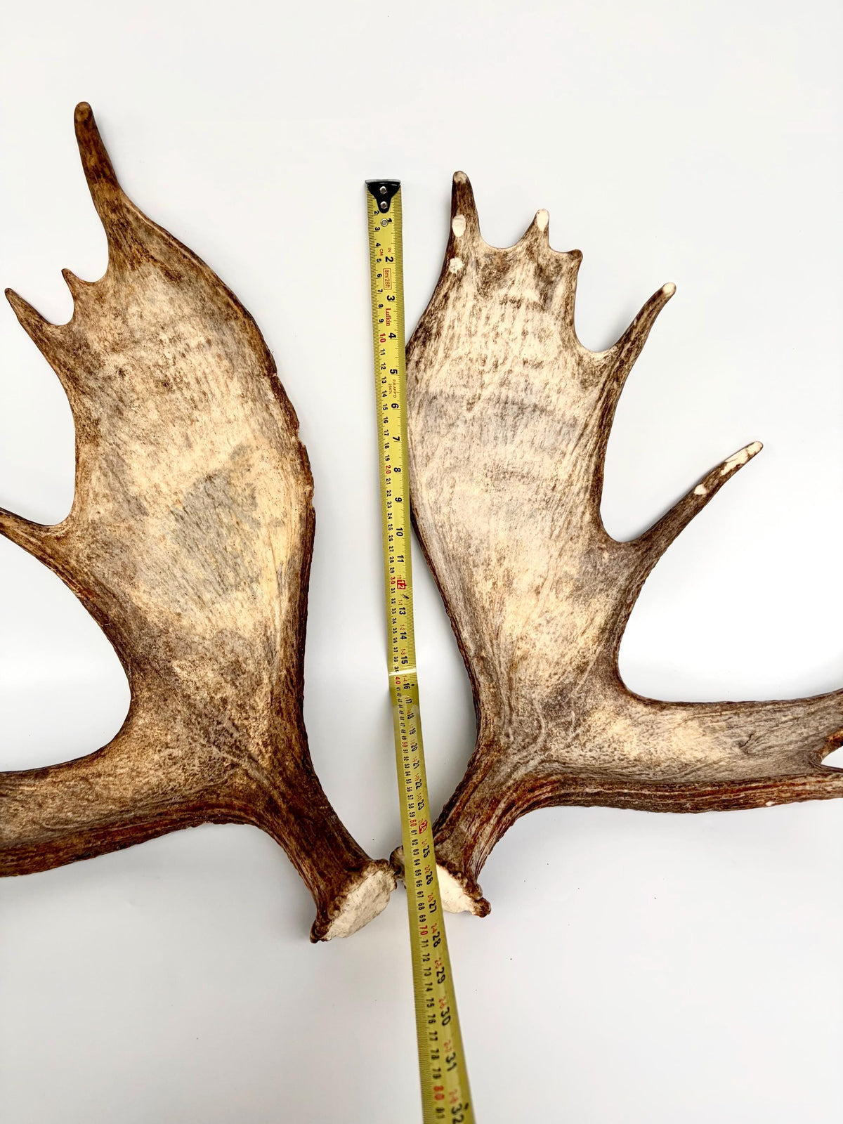 Moose Antler Matched Pair, Super Fresh, Dark-Colored Moose “Paddles” For Crafting, Decor and More