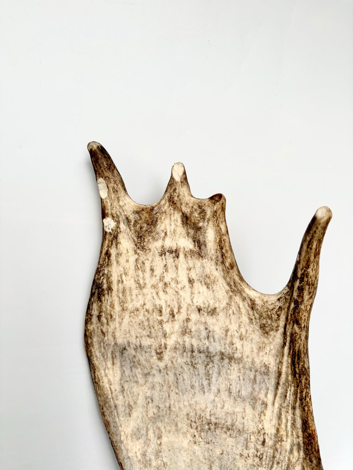 Moose Antler Matched Pair, Super Fresh, Dark-Colored Moose “Paddles” For Crafting, Decor and More