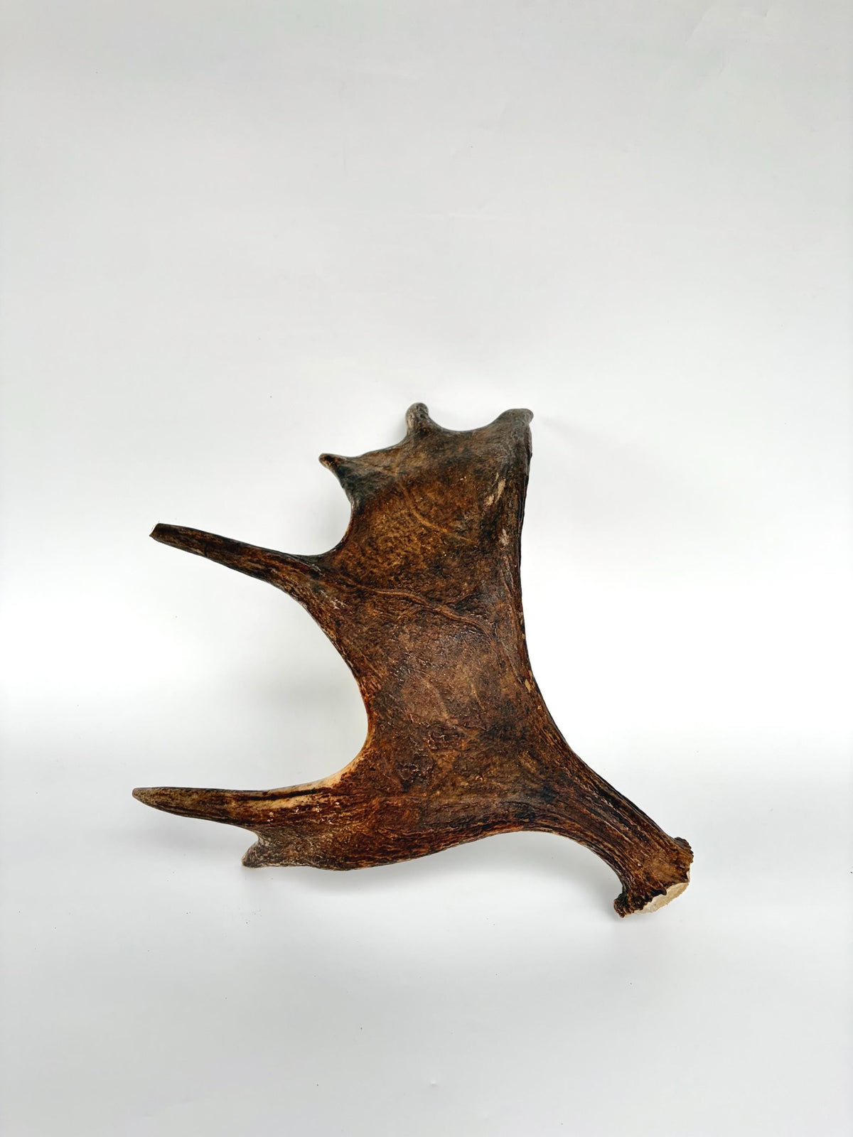 Bull Moose Antler. Fresh, Dark-Colored Moose “Paddle” For Crafting, Decor and More