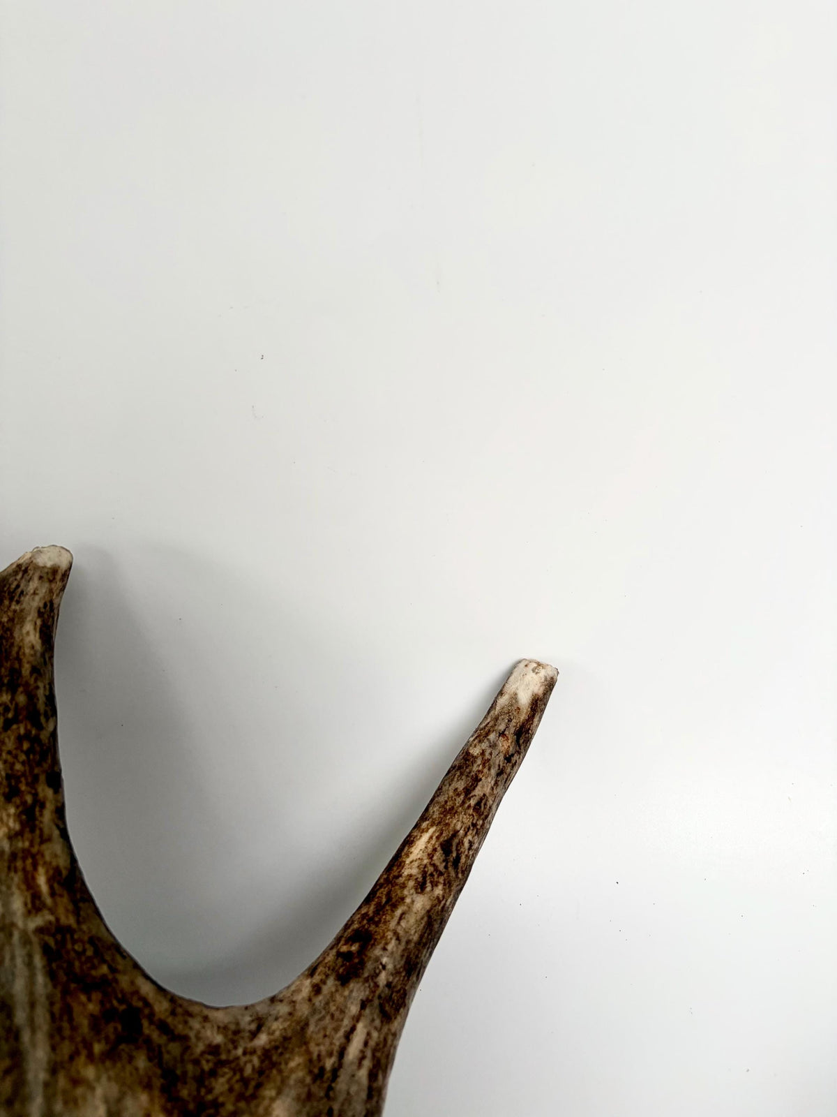 Bull Moose Antler. Fresh, Dark-Colored Moose “Paddle” For Crafting, Decor and More