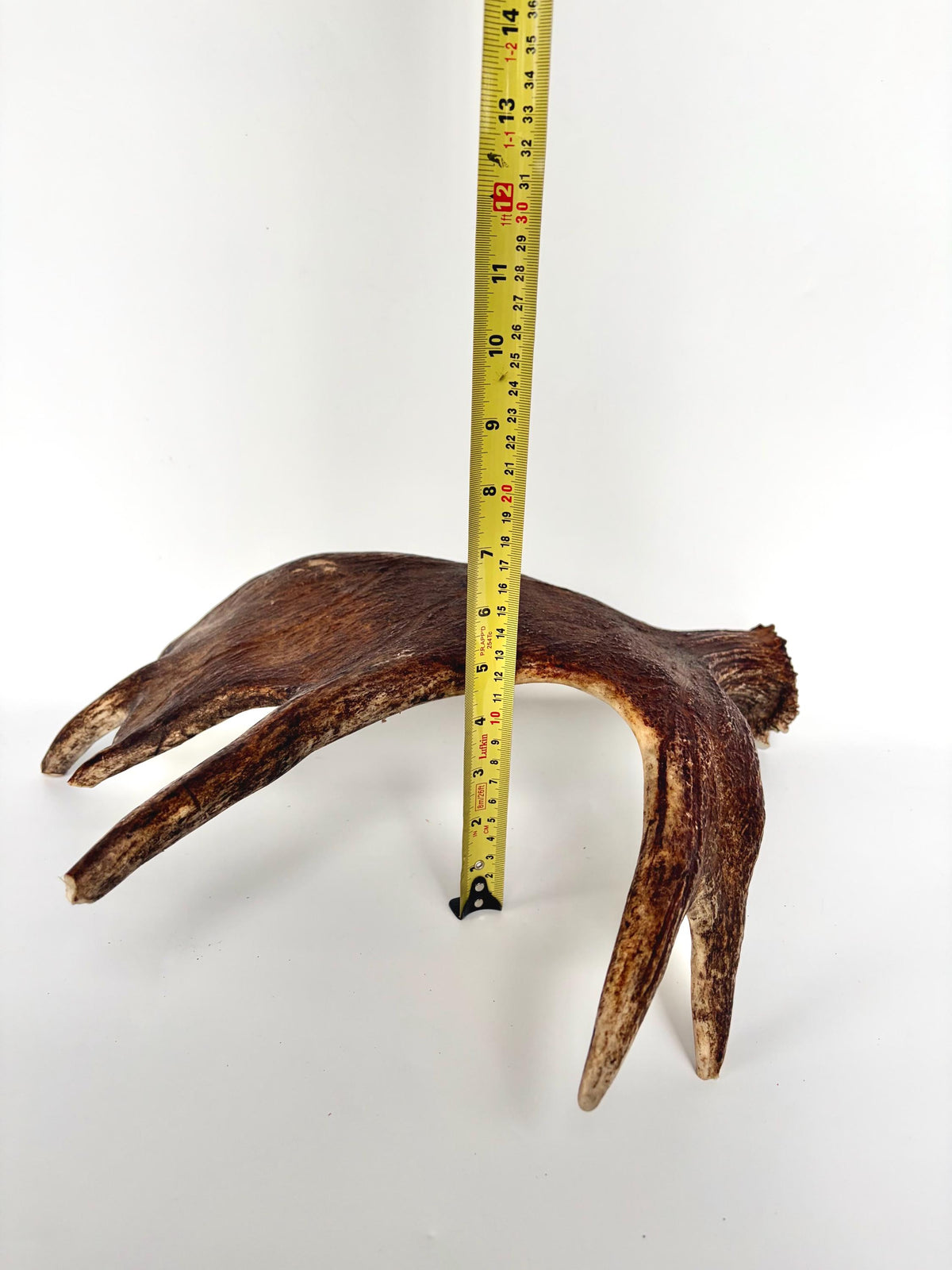 Bull Moose Antler. Fresh, Dark-Colored Moose “Paddle” For Crafting, Decor and More