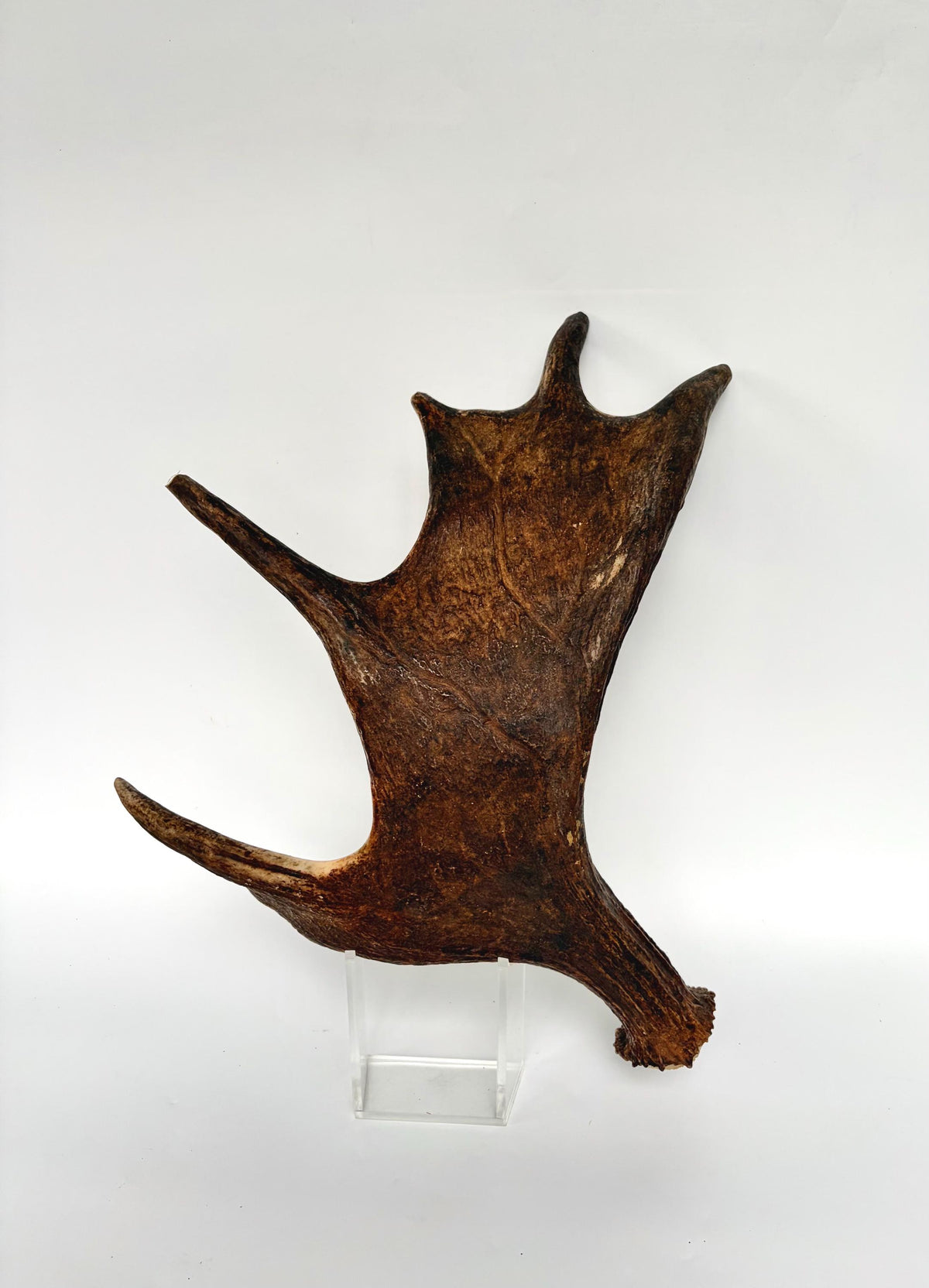 Bull Moose Antler. Fresh, Dark-Colored Moose “Paddle” For Crafting, Decor and More
