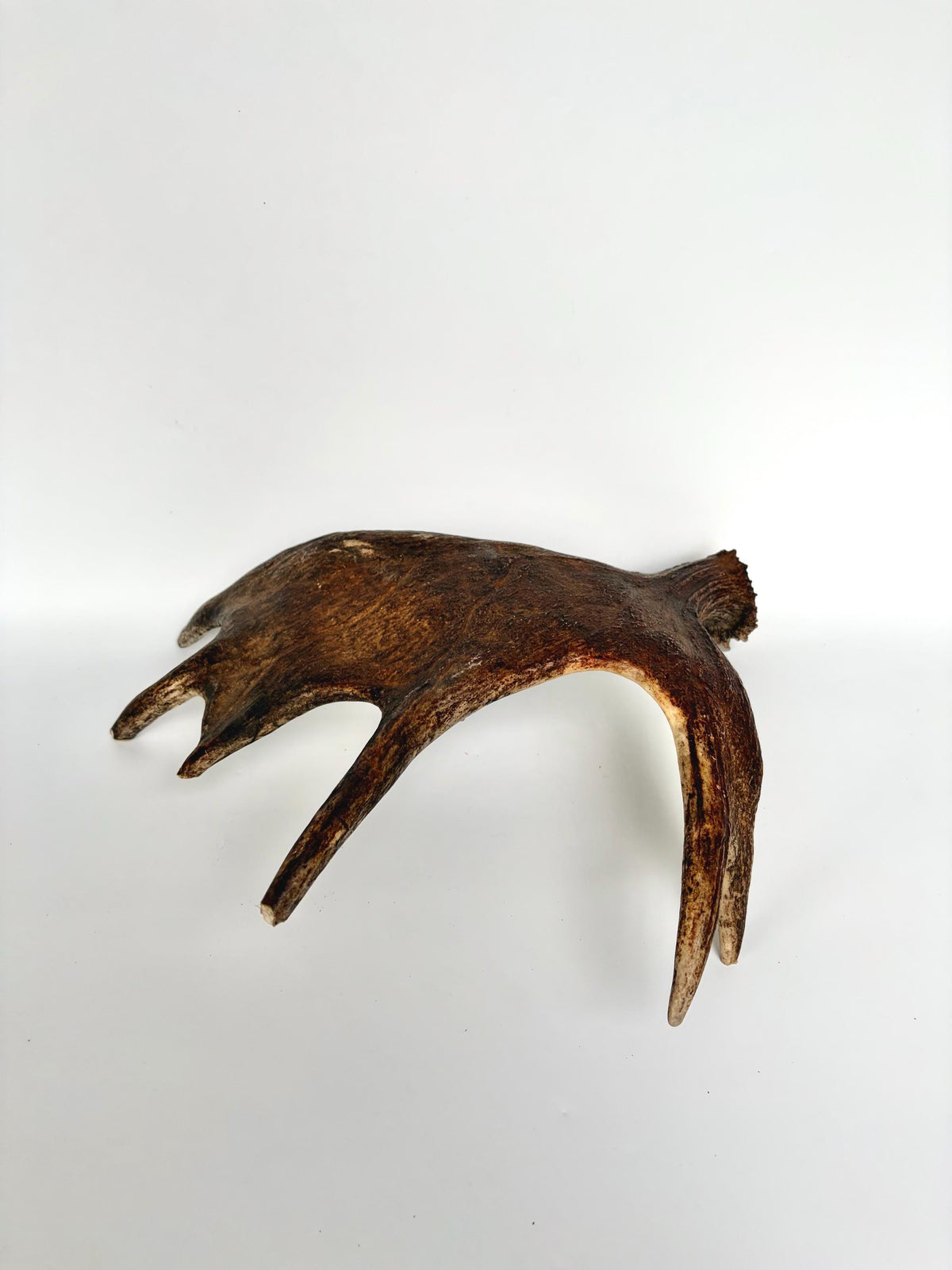 Bull Moose Antler. Fresh, Dark-Colored Moose “Paddle” For Crafting, Decor and More