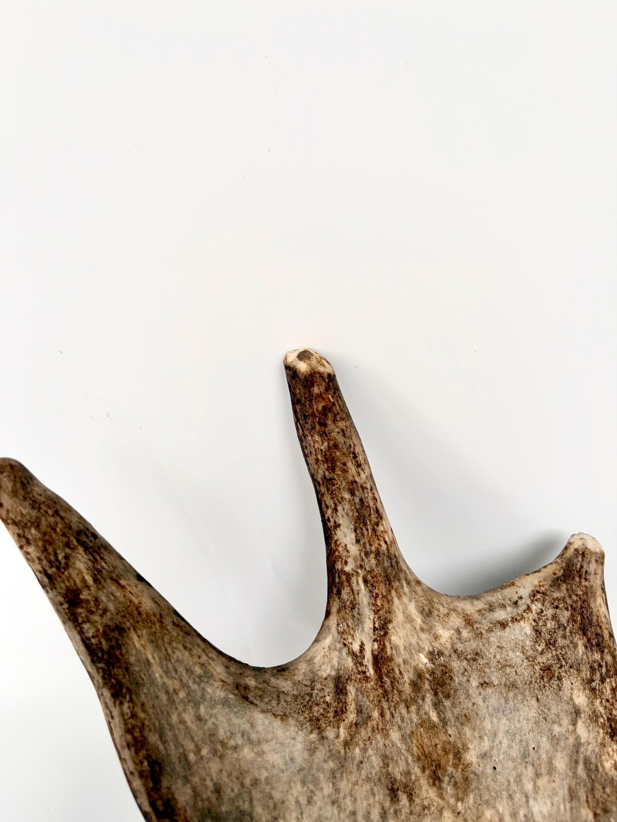 Bull Moose Antler. Fresh, Dark-Colored Moose “Paddle” For Crafting, Decor and More