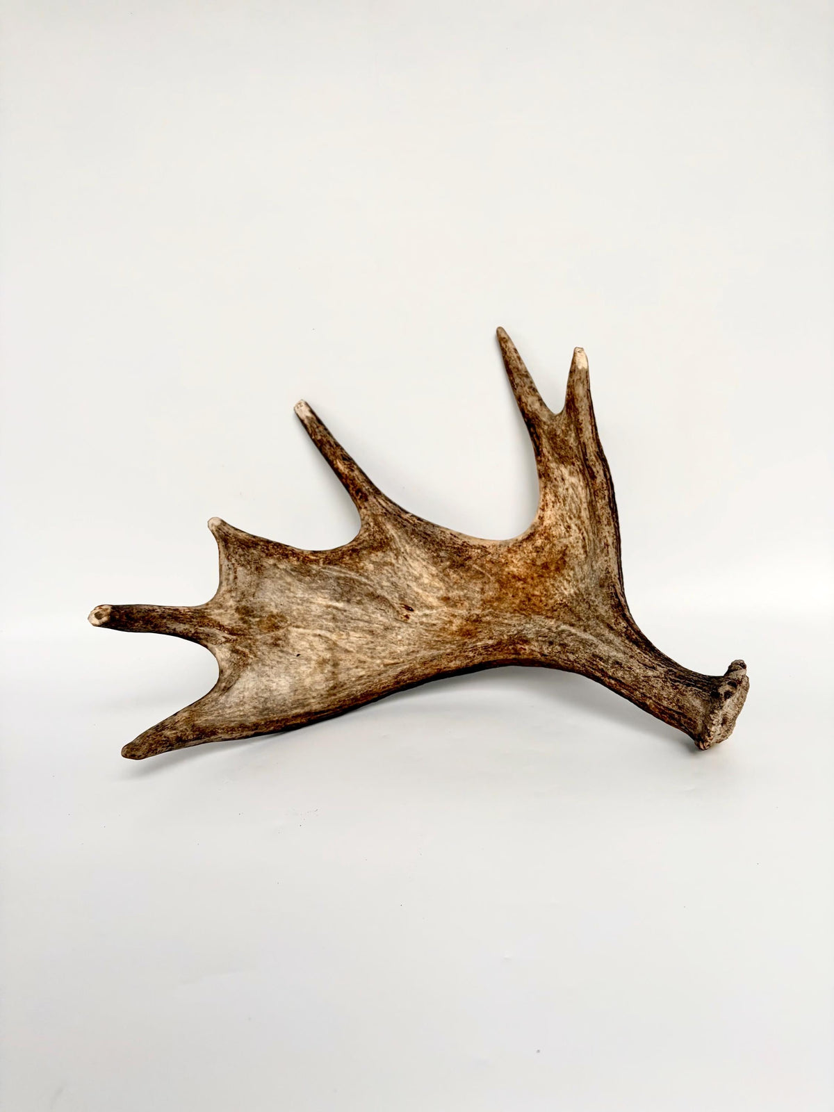 Bull Moose Antler. Fresh, Dark-Colored Moose “Paddle” For Crafting, Decor and More