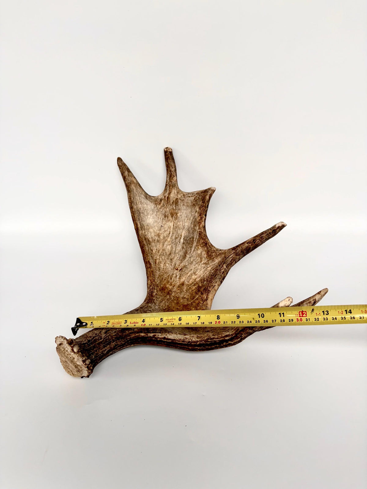 Bull Moose Antler. Fresh, Dark-Colored Moose “Paddle” For Crafting, Decor and More