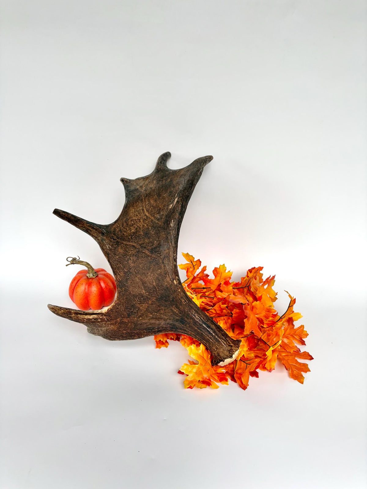 Bull Moose Antler. Fresh, Dark-Colored Moose “Paddle” For Crafting, Decor and More