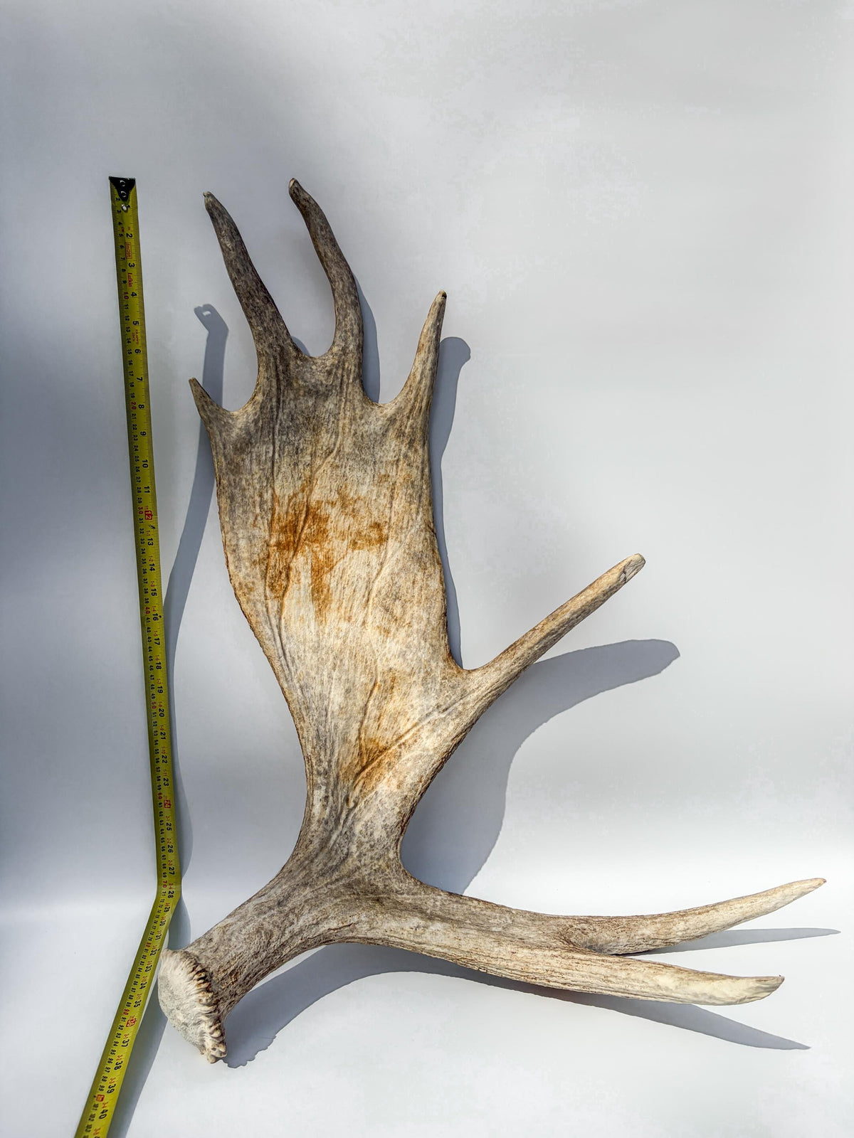 Large Bull Moose Antler. For Interior Decor, Design, and More!