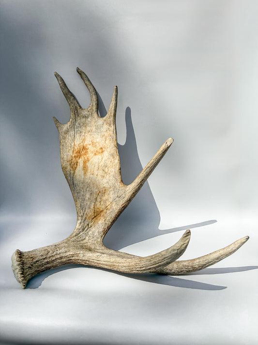 Large Bull Moose Antler. For Interior Decor, Design, and More!