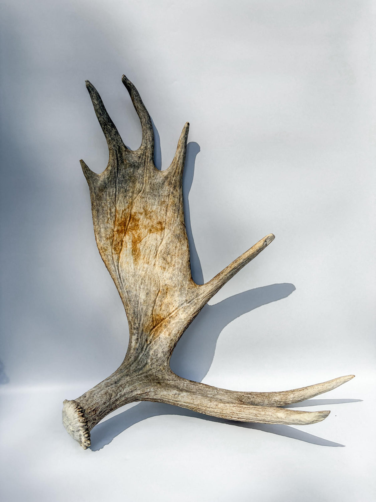 Large Bull Moose Antler. For Interior Decor, Design, and More!