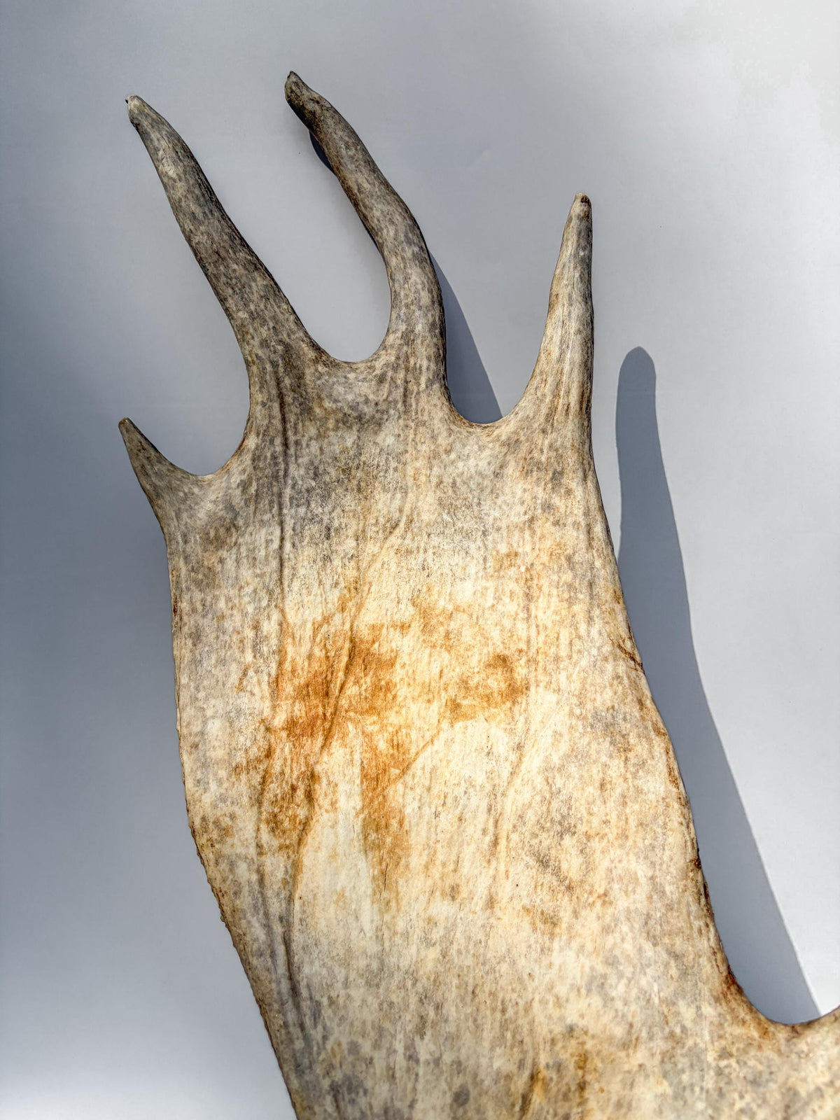 Large Bull Moose Antler. For Interior Decor, Design, and More!