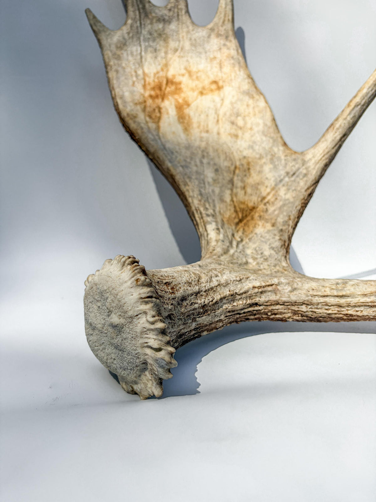 Large Bull Moose Antler. For Interior Decor, Design, and More!