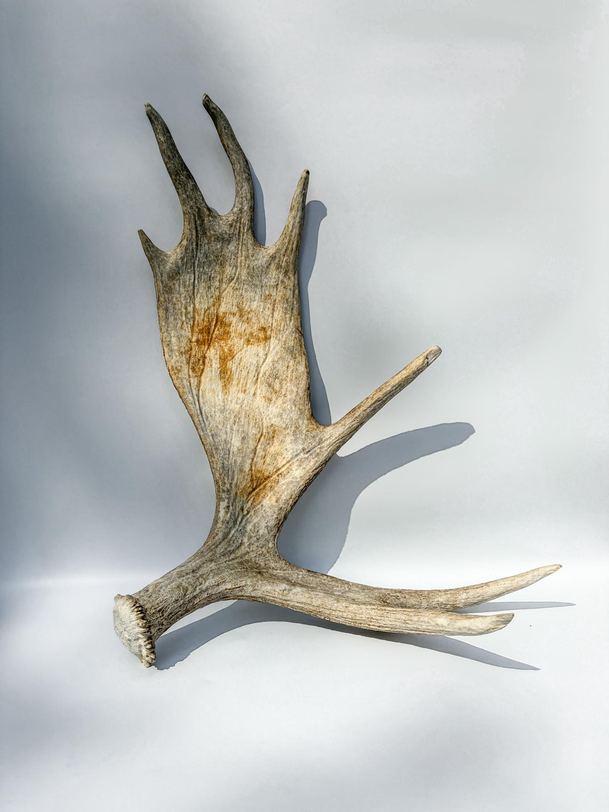 Large Bull Moose Antler. For Interior Decor, Design, and More!