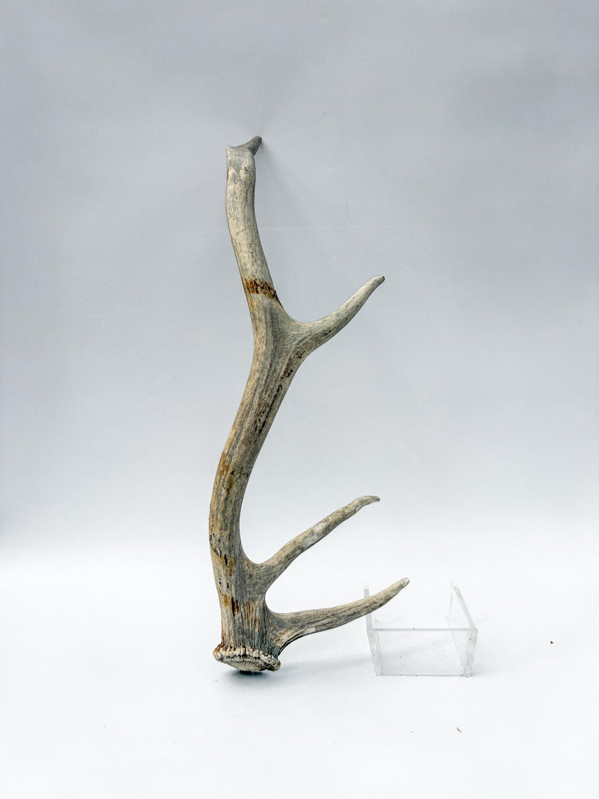 Rustic, Weathered Elk Antler. Home and Cabin Decor, Crafting and Table Centerpiece.