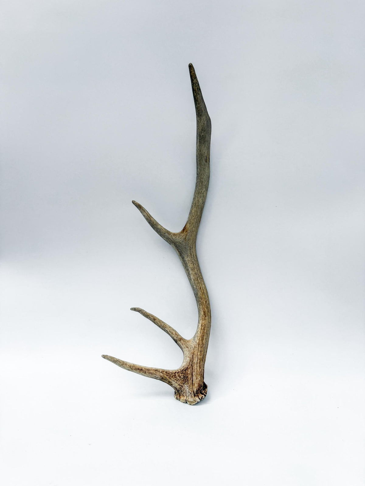 Rustic, Weathered Elk Antler. Home and Cabin Decor, Crafting and Table Centerpiece.