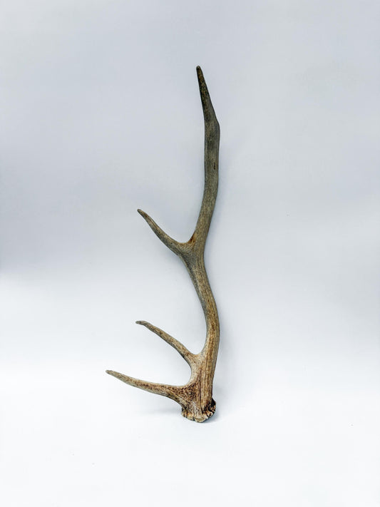 Rustic, Weathered Elk Antler. Home and Cabin Decor, Crafting and Table Centerpiece.