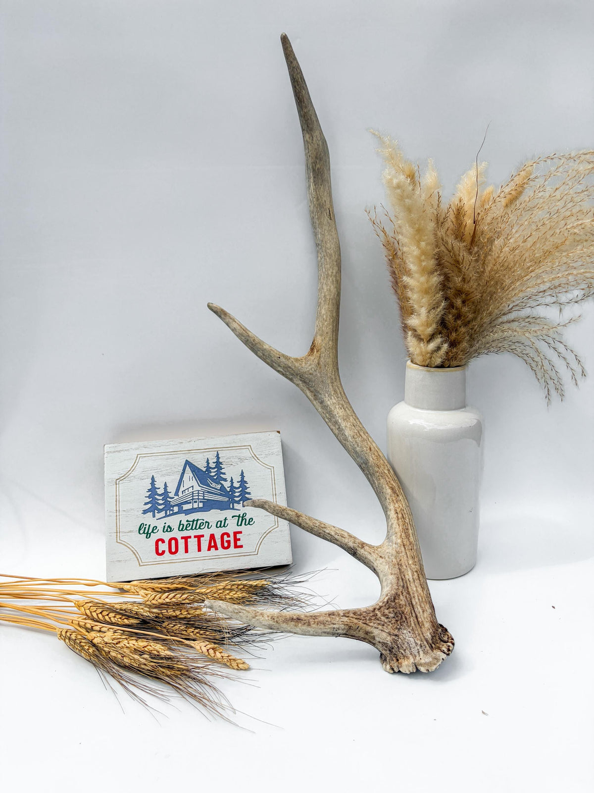 Rustic, Weathered Elk Antler. Home and Cabin Decor, Crafting and Table Centerpiece.