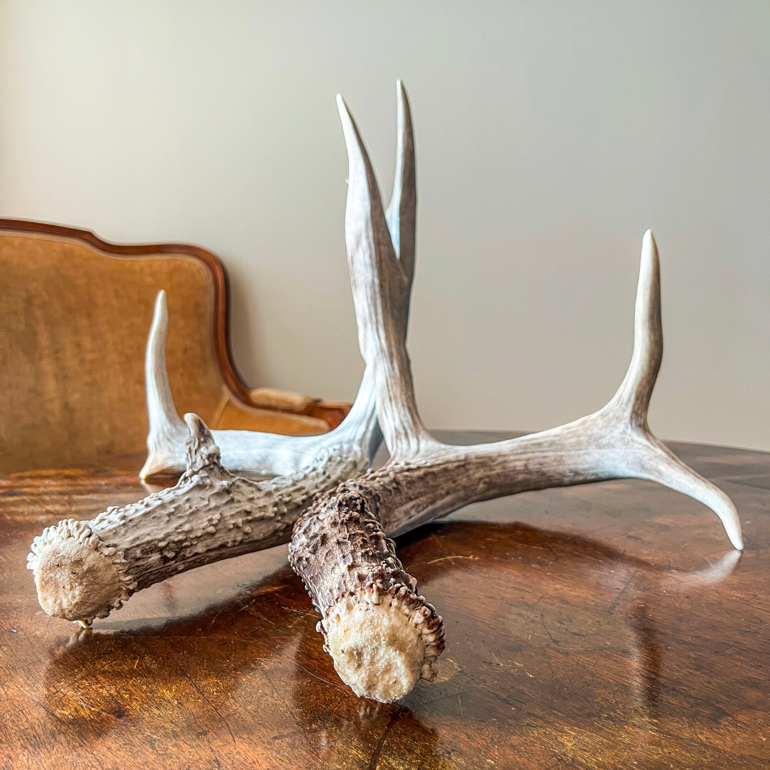 Mule Deer Antlers