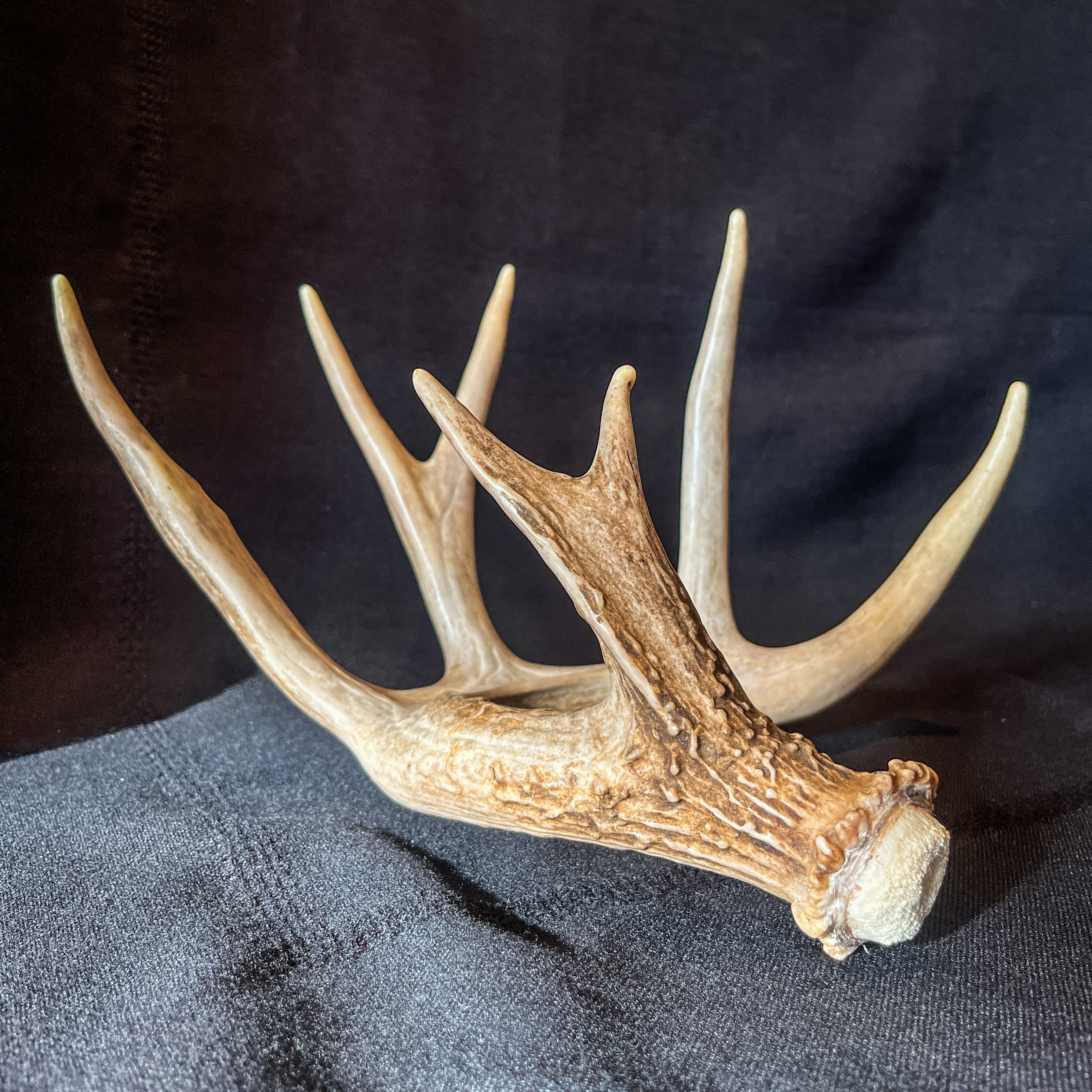 Premium White-tail Deer