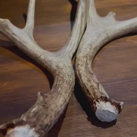 Antlers. Small Mule Deer Matched Set! Naturally Shed - No harm antlers for Decor, Crafting, Pets and More