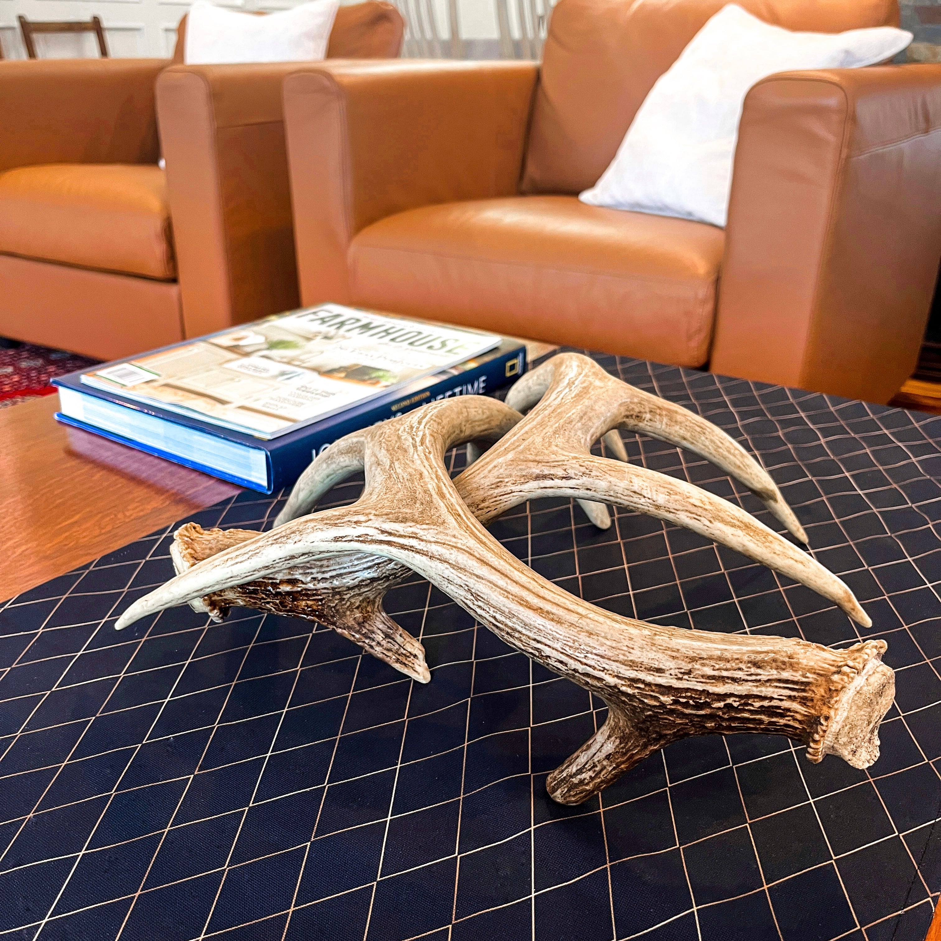 Whitetail Deer Antlers