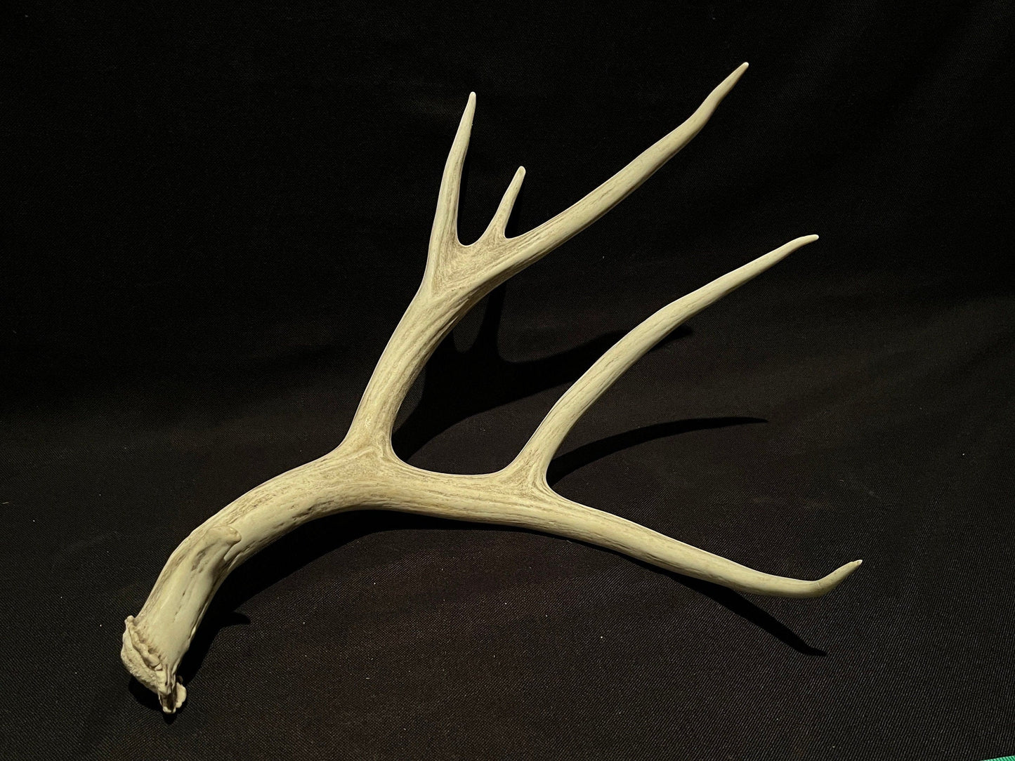 Mule deer Antler. Unique farmhouse-style decor, crafting and design antler!