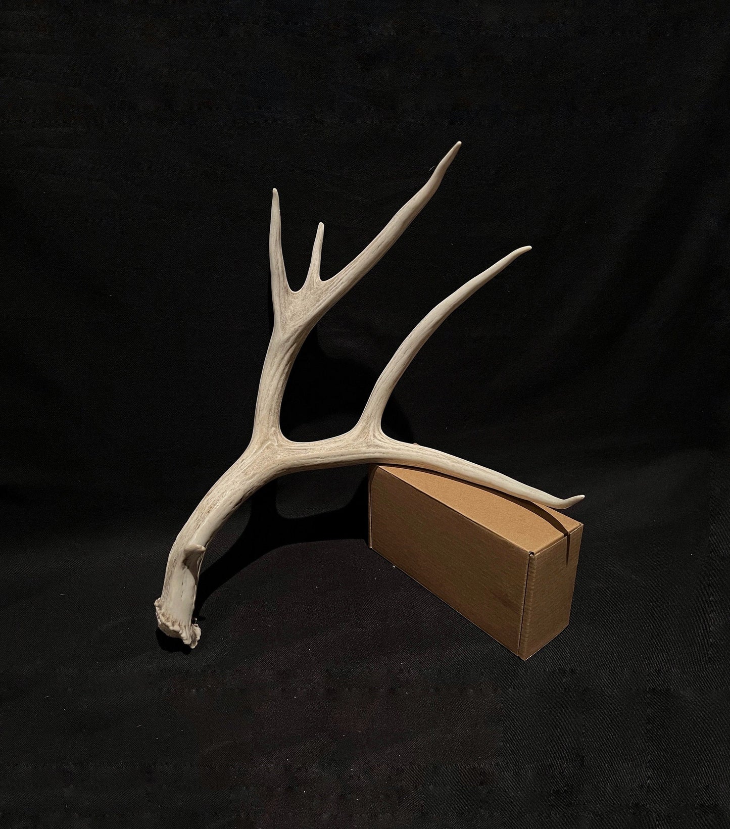 Mule deer Antler. Unique farmhouse-style decor, crafting and design antler!