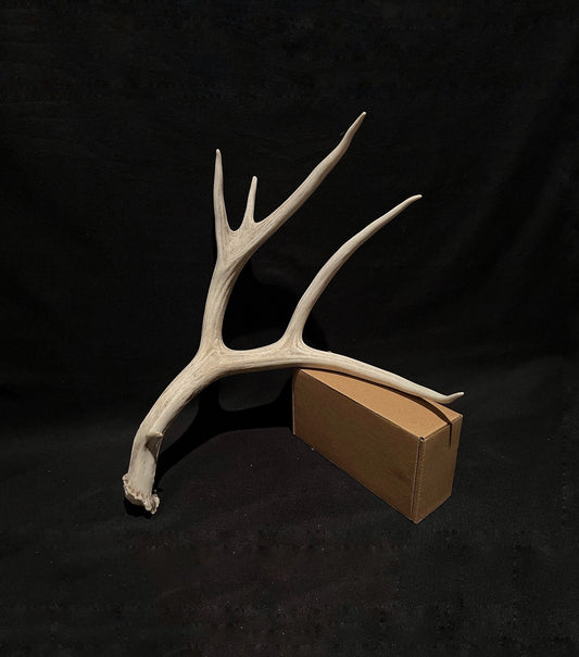 Mule deer Antler. Unique farmhouse-style decor, crafting and design antler!