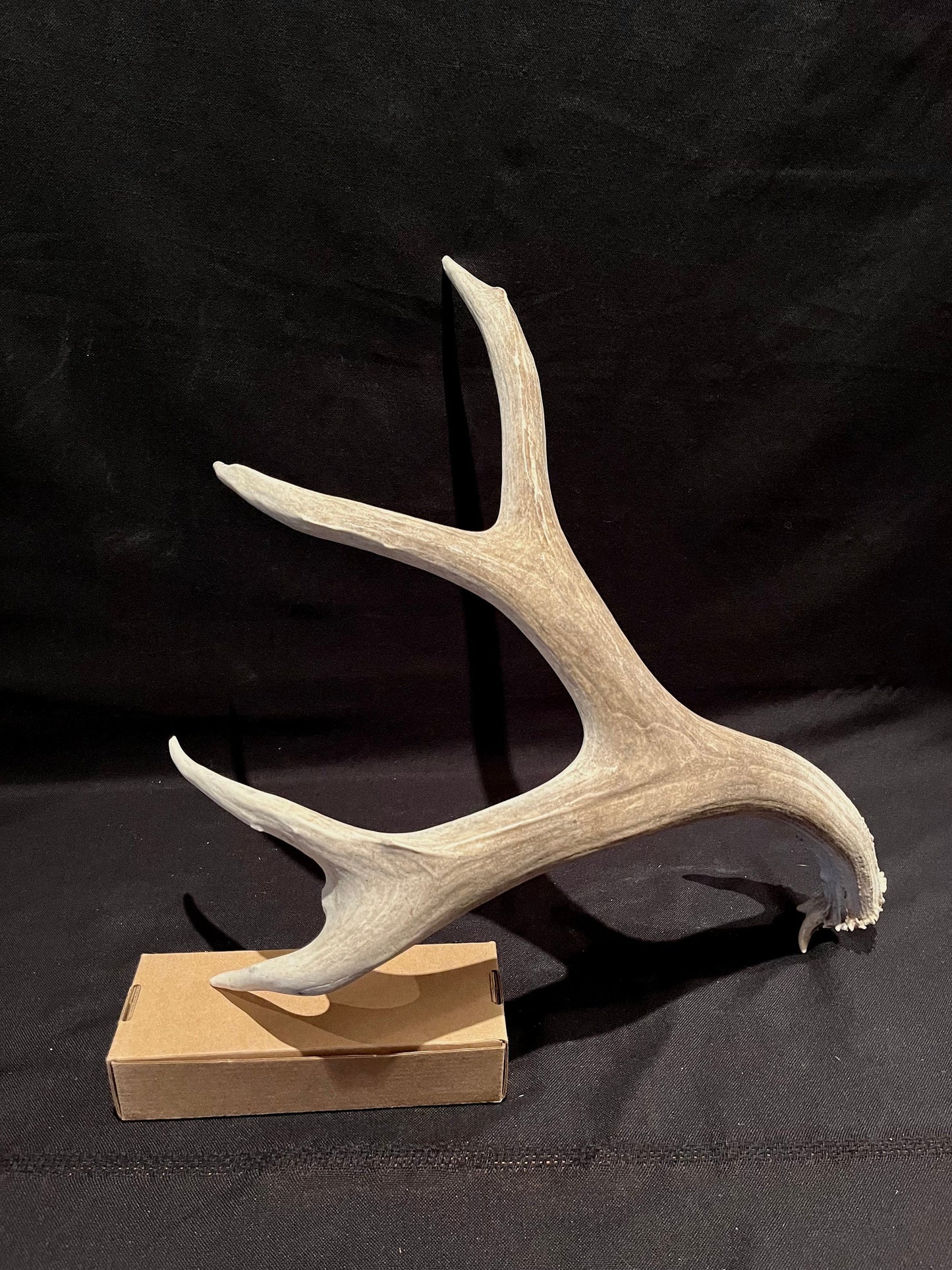 Deer Antler - Impressive Mule Deer Antler. Horns. Massive Deer Horn/Antler, Cabin, Rustic style decoration and crafting!