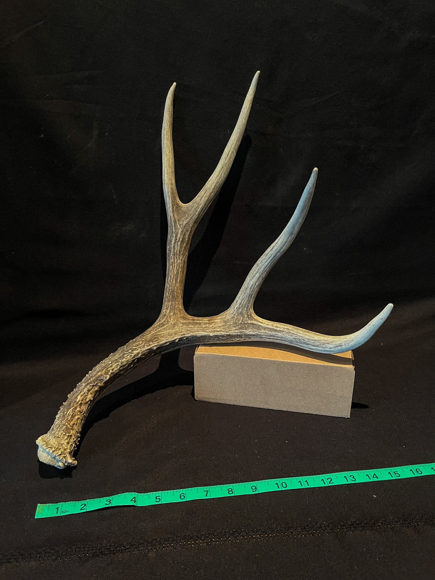 Mule Deer. XL Brown antler. Naturally sourced Country collectible.